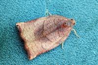 Archips podana