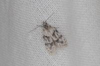 Symmoca signatella