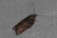 Acleris hastiana