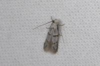 Symmocoides oxybiella