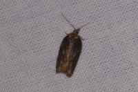 Acleris hastiana