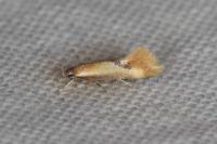 Batia lunaris