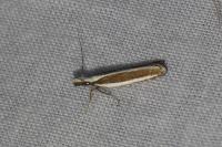 Dichomeris marginella