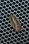 Agonopterix