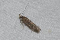 Aroga velocella