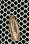 Agonopterix