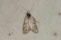 Aethes languidana