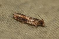 Crocidosema plebejana