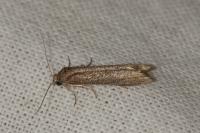 Oxypteron schawerdai