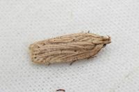 Agonopterix umbellana