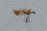 Caloptilia alchimiella