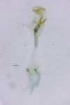 Caloptilia alchimiella