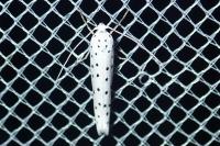 Yponomeuta
