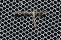 Stenoptilia