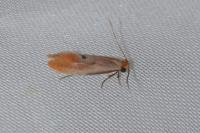Tinea semifulvella