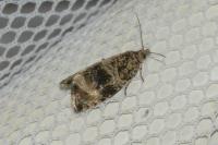 Celypha lacunana