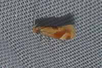 Epicallima formosella