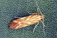 Metzneria aprilella