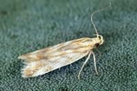 Mirificarma eburnella