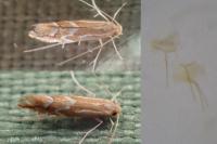 Phyllonorycter leucographella