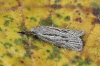 Ditula joannisiana