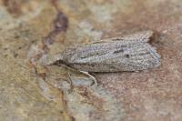 Ditula joannisiana