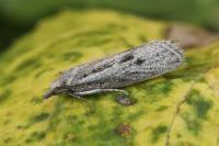 Ditula joannisiana