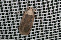 Depressaria pseudobadiella