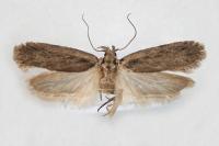 Depressaria pseudobadiella