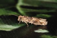 Crocidosema plebejana