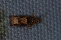 Crocidosema plebejana