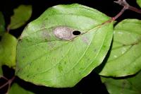 Antispila