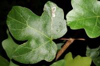 Stigmella aceris