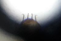 Phyllonorycter platani