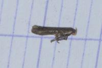 Scrobipalpa artemisiella