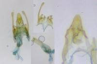 Scrobipalpa artemisiella