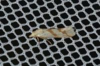 Aethes francillana