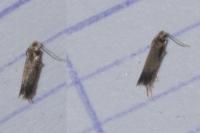 Stigmella basiguttella