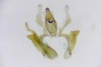 Aproaerema cinctella