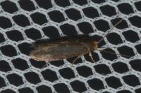 Cephimallota crassiflavella