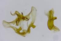 Aethes francillana