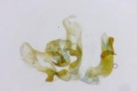 Aethes francillana