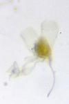 Coptotriche marginea