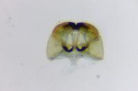 Cephimallota crassiflavella