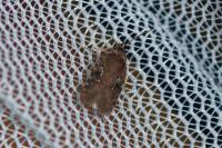 Agonopterix purpurea