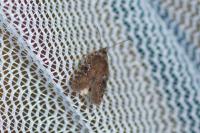 Agonopterix purpurea