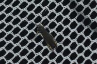 Coleophora alcyonipennella