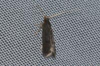 Eurodachtha siculella