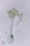 Eurodachtha siculella