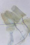 Eurodachtha siculella